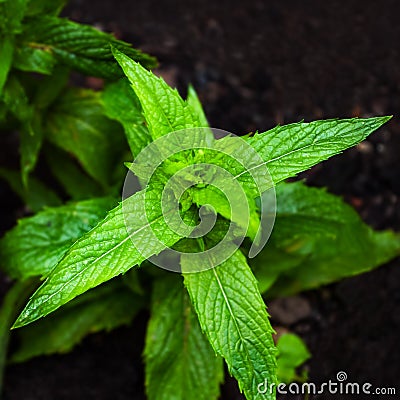 Horse mint mentha longifolia plant closeup square springtime Stock Photo