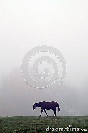 Horse in mist Stock Photo