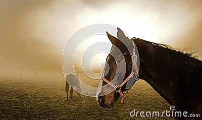 Horse in the mist Stock Photo