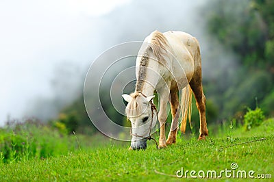 Horse in the mist Stock Photo