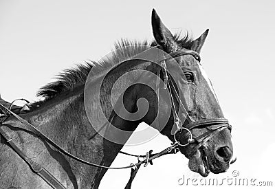 Horse monochrome Stock Photo