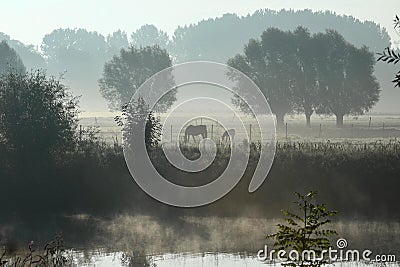 Horse in the morning mist Stock Photo