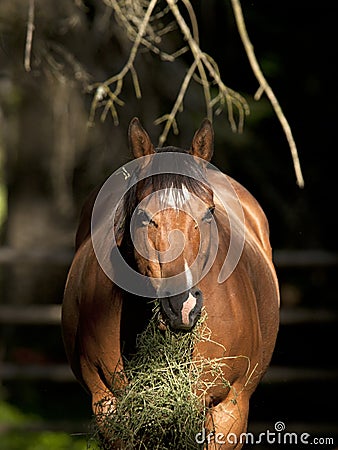 Horse in mottled sunlight eating grass. Stock Photo