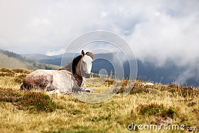 Horse in the mountain grass Stock Photo