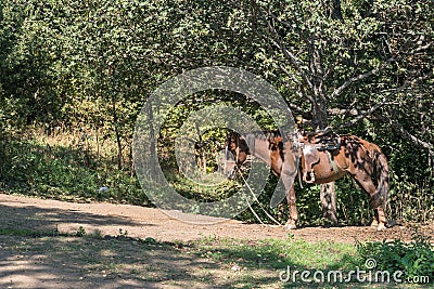 A horse in full gear standing in the shade, Armenia. Stock Photo