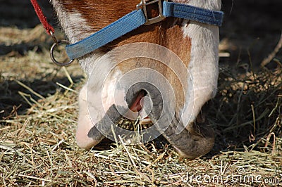 Horse Mouth Eating Detail Stock Photo
