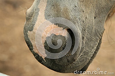 Closeup of a horse`s nose Stock Photo