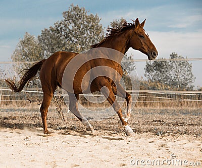 Horse on nature. Portrait of a horse, brown horse Stock Photo