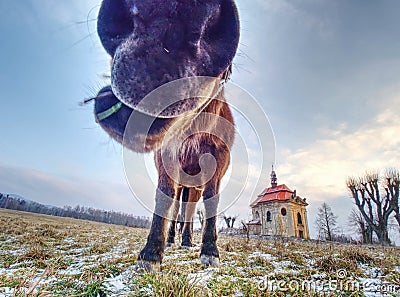 Horse near church or chapel near village Stock Photo