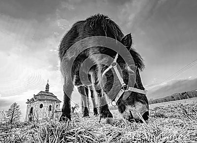 Horse near church or chapel near village Stock Photo