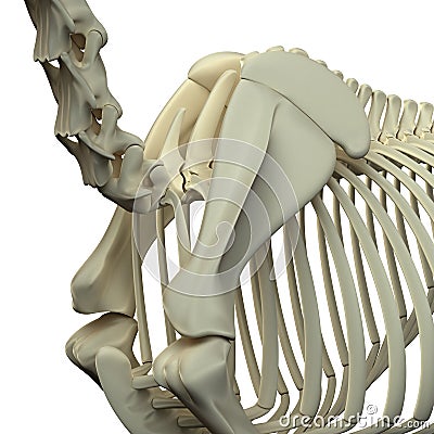 Horse Neck / Scapula - Horse Equus Anatomy - isolated on white Stock Photo