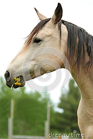 Horse nibbling on grass and dandelions Stock Photo