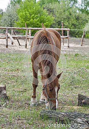 Horse nibbling on short grass Stock Photo