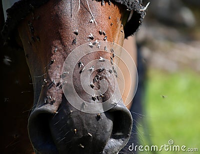 Horse nose Stock Photo