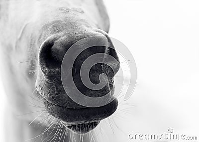 Horse nose Stock Photo