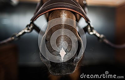 Horse Nose and Bridle Stock Photo
