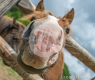 Curious friendly horse Stock Photo