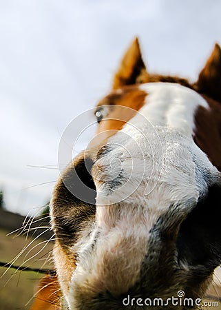 Horse nose closeup Stock Photo