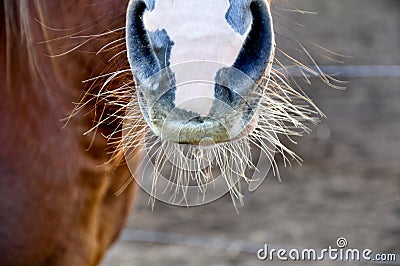 Horse nose eith whiskers Stock Photo