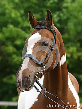 Horse in Nose Net Stock Photo