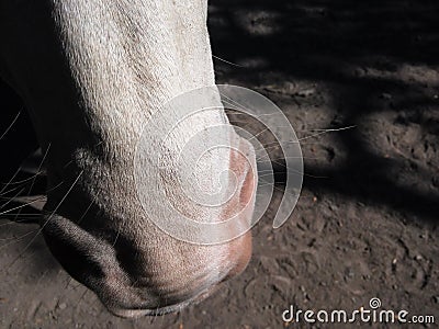 Horse Nose Stock Photo