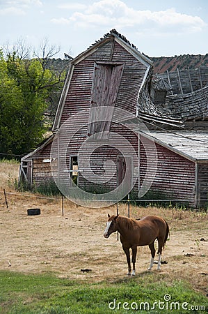Horse and Old Barn Stock Photo