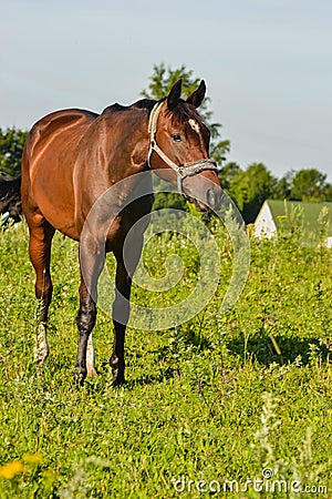 Horse on open pasture. Stock Photo