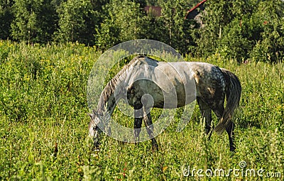 Horse on open pasture. Stock Photo