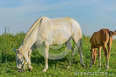 Horse on open pasture. Stock Photo