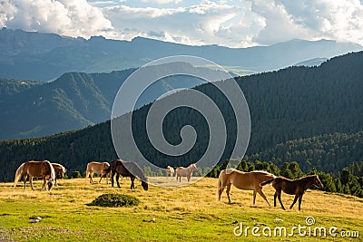 Horse over Dolomite landscape Geisler Odle mountain Dolomites Group Val di Funes Stock Photo