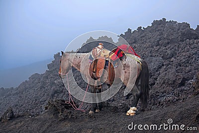 Horse on Pacaya Volcano Stock Photo
