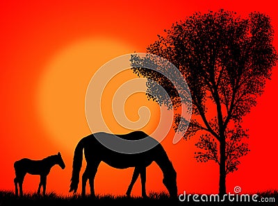 Horse pasture Stock Photo