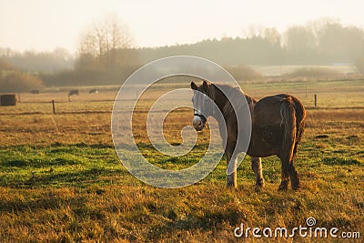 Horse in pasture at foggy sunrise, countryside in Lithuania, rural landscape Stock Photo