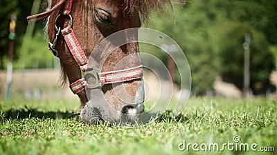 Horse on the pasture Stock Photo