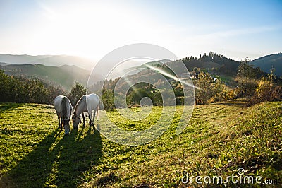 Horse pasture morning fog dew Stock Photo