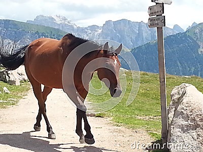 Horse on a path Stock Photo