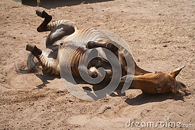 Horse playing, hybrid between zebra and a kind of domestic horse Stock Photo