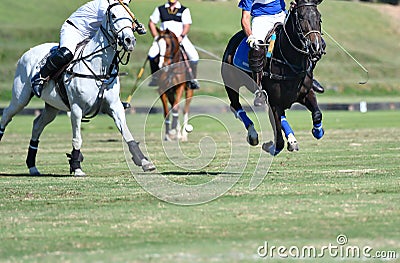 Horse Polo Ball in Match Stock Photo