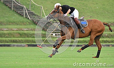 horse polo player use a mallet hit ball Editorial Stock Photo