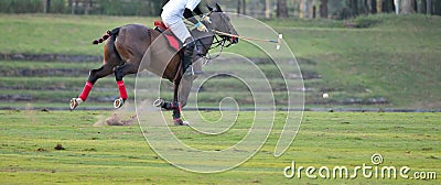 Horse Polo Sport Run In Macth Stock Photo