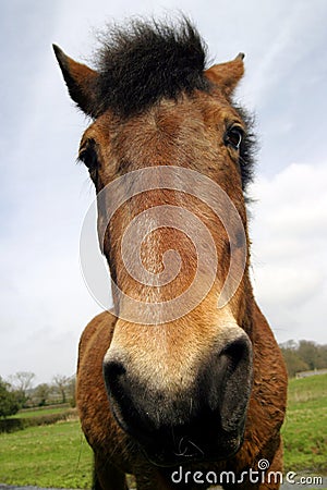 Horse Portrait Stock Photo