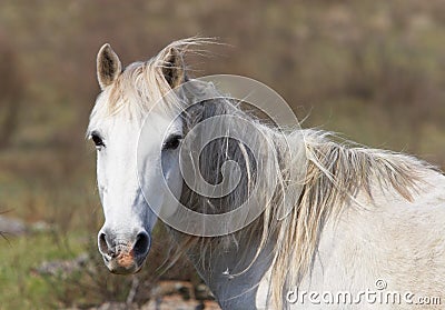 Horse portrait. Stock Photo