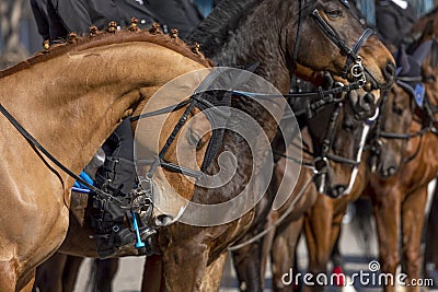 Horse portrait background Stock Photo