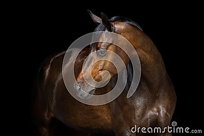 Horse portrait on black Stock Photo