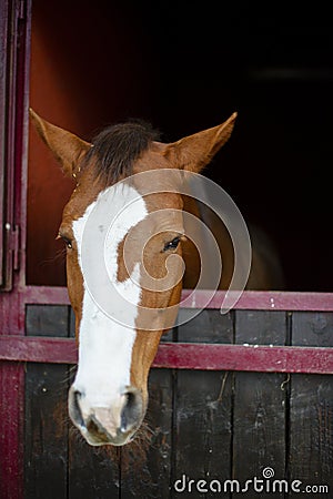 Horse portrait in the box Stock Photo