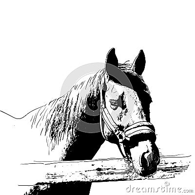 horse portrait, bridle on head, snaffle headband isolated black color on white background. sketch, outline, draft drawing, Image Vector Illustration