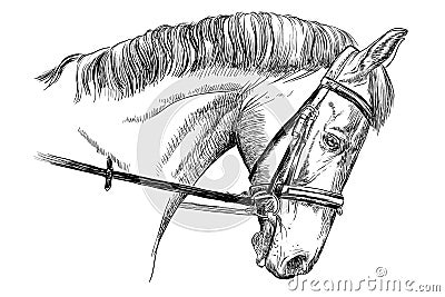 Horse portrait with bridle Vector Illustration