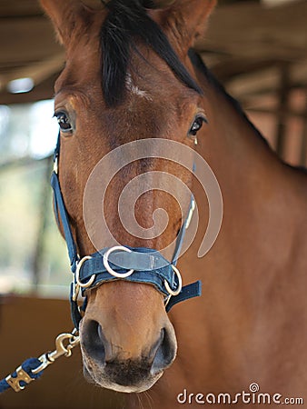 HORSE PORTRAIT Stock Photo