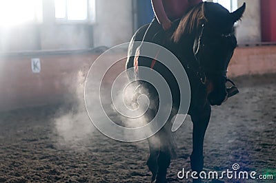 Horse portrait exhale in manege Stock Photo