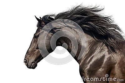 Horse portrait in motion Stock Photo